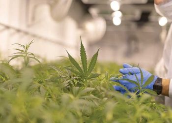SA looks to dagga, hemp industry to create 130 000 jobs