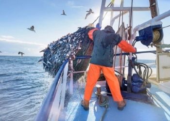 Govt to hold first fish quota auction of 2022