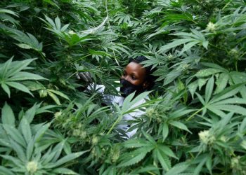 Namibia investigates commercial cannabis cultivation