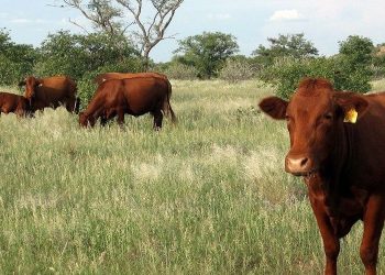 Botswana bans beef exports on suspected foot-and-mouth disease