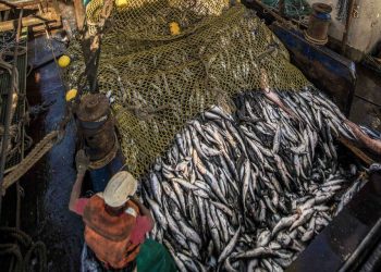 Govt auctions off more fishing quotas