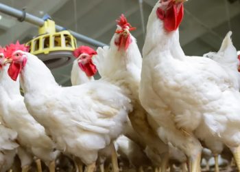 Formulation of chicken feed using local crops