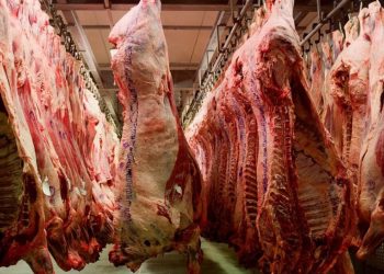 Meatco secures bulk of 2023 Norway beef quota