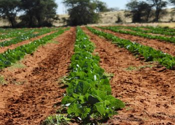 Correctional Service expands green initiatives to fight food insecurity