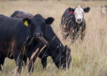 Re-introduction of valuable perennial grasses key in livestock production