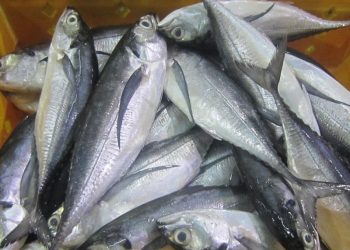 Govt fish agency hikes Horse Mackerel prices