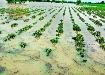 Rain brings relief but also adverse conditions for farmers