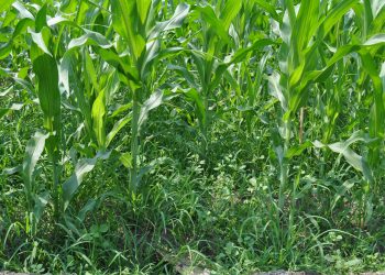 The importance of weed control in crop production