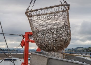 Govt cracks down on illegal fishing activities