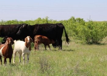 Namibia’s cattle, goat, sheep marketing reports growth in 2022