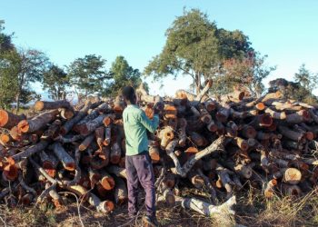 Namibia to lift timber ban in community forests