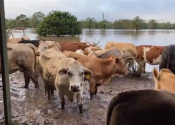 Northern floods threaten livestock farming