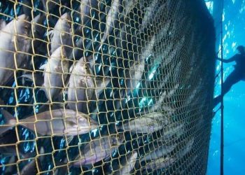 Namibia approves 35,000t offshore Salmon farm