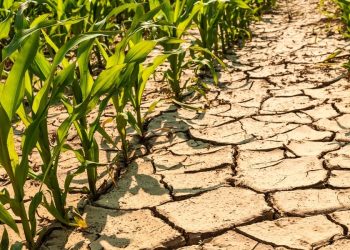 Poor rainfall performance threatens Namibia’s agriculture sector
