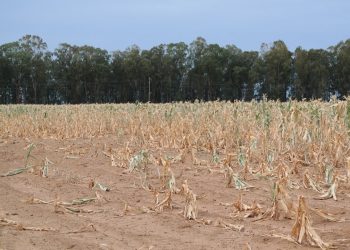 Preparing for drought: Tips for Namibian farmers