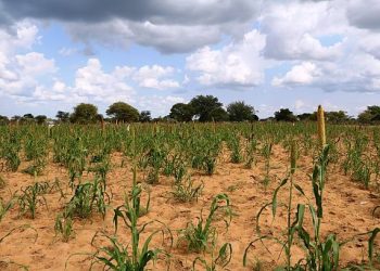 Coping with drought: Essential strategies for farmers in Namibia