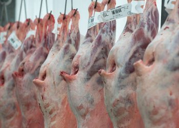 Hartlief secures Norway lamb export deal
