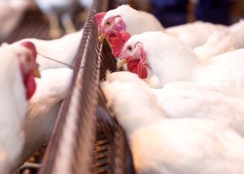 Namibia lifts Ireland poultry products ban