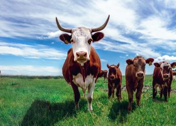 Agricultural sector grows 2.6% in 2022