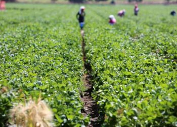 Lack of youth interest and urban migration impacts agriculture sector
