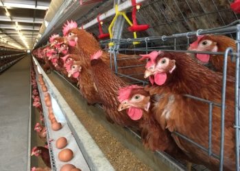 What you need to know about egg production