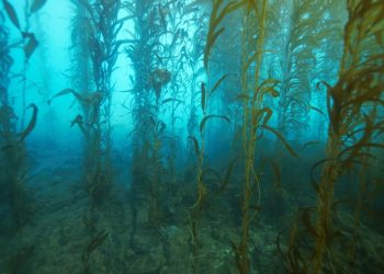 Kelp Blue targets N$1.4bn raise, eyes NSX bond