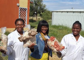 UNAM in pink mushrooms production breakthrough