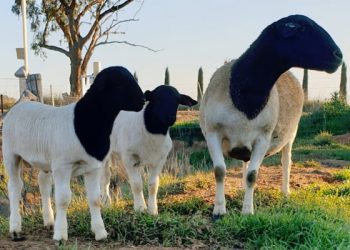 What you need to know about winter lambing and kidding season