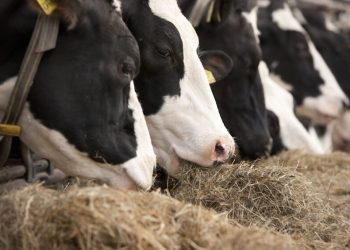 Venaani calls for govt action on Uvhungu Vungu Dairy Farm