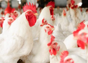 What you need to know about poultry diseases during the winter season