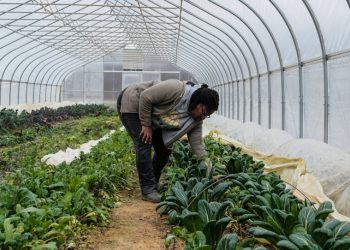 Women and Agriculture Summit set to empower female farmers