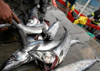 Fish exports hit N$1.1 billion