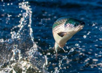 Norwegian company plans N$20bn turnover Lüderitz Salmon Farm