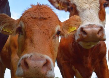 General considerations for livestock farmers
