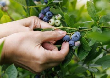 N$1.5bn investment planned for Namibia blueberry project