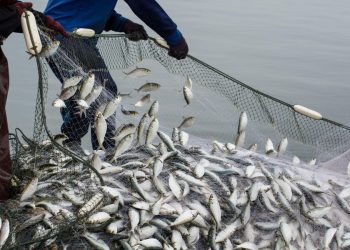 Fishing group alarmed by govt’s quota allocation dominance
