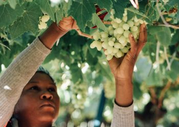 Namibia Grape Company commits N$24 million for vineyard revamp
