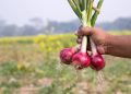 Know your winter vegetables and how to grow them