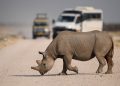 Namibia targets Asia, the UAE, and North America in new tourism push