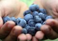 Namibia blueberry exports reach N$52.2 million in 2024