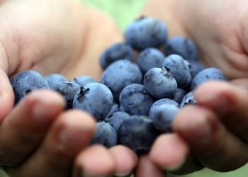 Namibia blueberry exports reach N$52.2 million in 2024