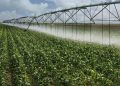 Namibia urged to ditch rain-dependent farming