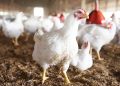 Namibia partially lifts Brazilian poultry import ban