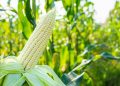 B2Gold forecasts 2,000-tonne maize harvest at Otjikoto