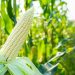 B2Gold forecasts 2,000-tonne maize harvest at Otjikoto