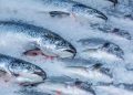 Namibia records N$1.4 billion in fish exports in April