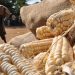 Namibia lifts ban on maize seed imports from South Africa