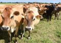 Namibia’s cattle marketing drops by 58% in Q1 2025