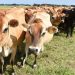 Namibia’s cattle marketing drops by 58% in Q1 2025