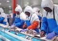 Fish exports hit N$1.3 billion in May